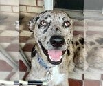 Small Photo #2 Catahoula Leopard Dog-Unknown Mix Puppy For Sale in Shreveport, LA, USA