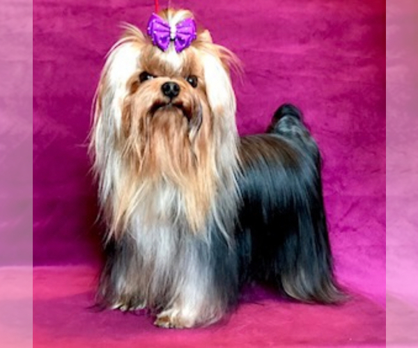 Medium Photo #1 Yorkshire Terrier Puppy For Sale in ROANOKE, VA, USA