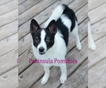 Small Photo #1 Pomsky Puppy For Sale in SEQUIM, WA, USA