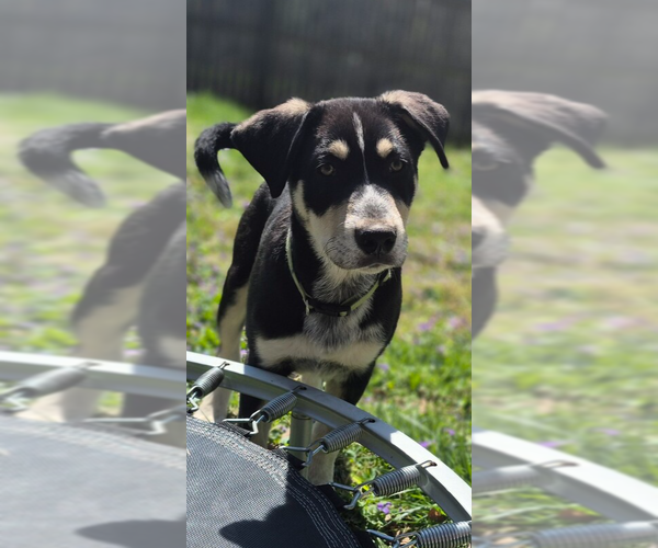 Medium Photo #9 Alaskan Malamute Puppy For Sale in Aurora, IN, USA