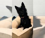 Small #1 Cairn Terrier Mix