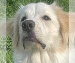 Small Photo #12 Great Pyrenees Puppy For Sale in Garland, TX, USA
