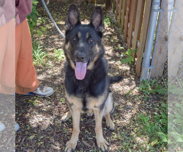 Medium Photo #3 German Shepherd Dog Puppy For Sale in Huntley, IL, USA