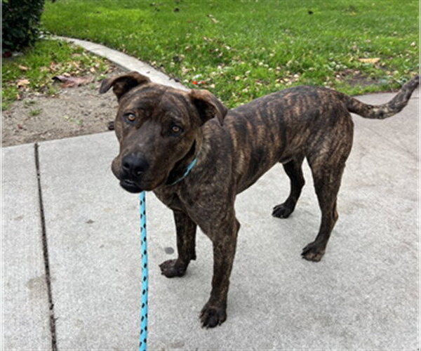 Medium Photo #3 Mutt Puppy For Sale in Rancho Cucamonga, CA, USA