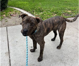 RAJAH - Male Mutt Dog for Adoption - Photo #3