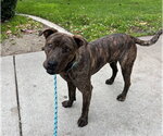 Small #2 Mutt