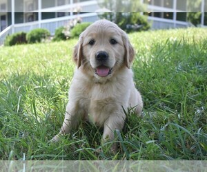 Golden Retriever Puppy for sale in MARSHALL, VA, USA
