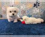 Small #6 Maltese