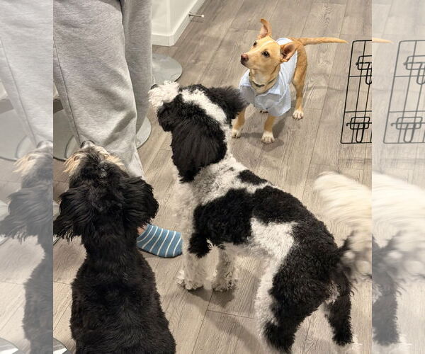 Medium Photo #7 Chihuahua-Unknown Mix Puppy For Sale in Sandy, UT, USA