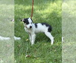 Small #2 Mutt