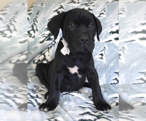 Cane Corso Puppy for Sale in MINERAL WELLS, West Virginia USA