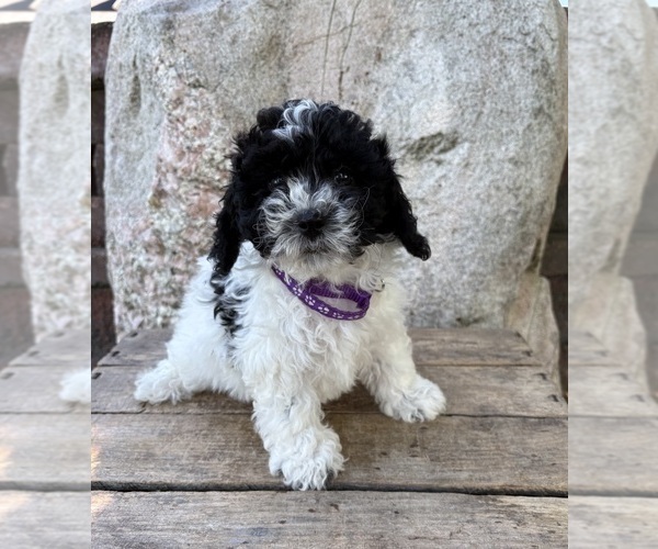Medium Photo #5 Havapoo Puppy For Sale in MIDDLEBURY, IN, USA
