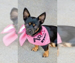 Chihuahua Dogs for adoption in Omaha, NE, USA