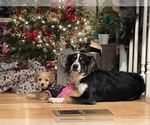 Small Photo #1 Aussiedoodle Puppy For Sale in BREMERTON, WA, USA