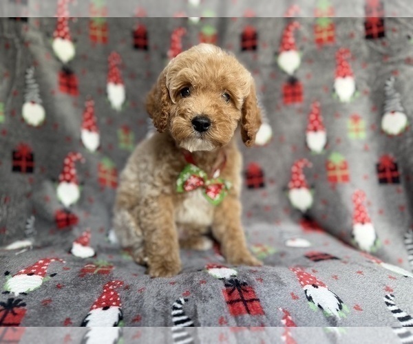 Medium Photo #8 Cock-A-Poo Puppy For Sale in LAKELAND, FL, USA