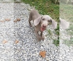 Small Photo #7 Weimaraner Puppy For Sale in BLOOMINGTON, IN, USA