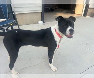 American Pit Bull Terrier-Unknown Mix Dogs for adoption in New London, WI, USA