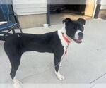 Small American Pit Bull Terrier Mix