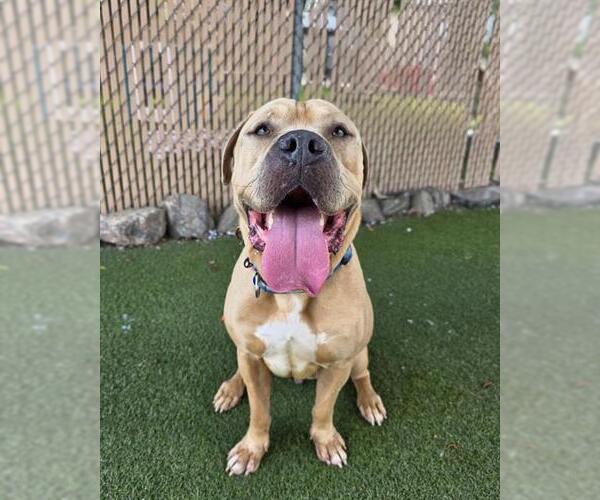 Medium Photo #2 Mastiff-Unknown Mix Puppy For Sale in Chula Vista, CA, USA