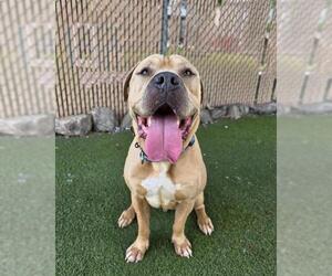 GRANDE - Male Mastiff-Unknown Mix Dog for Adoption - Photo #2