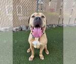 Small Photo #2 Mastiff-Unknown Mix Puppy For Sale in Chula Vista, CA, USA