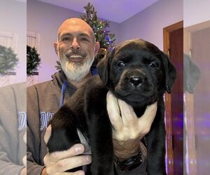 Medium Labrador Retriever