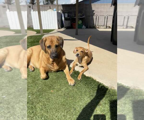 Medium Photo #2 Chihuahua-Whippet Mix Puppy For Sale in Cave Creek, AZ, USA