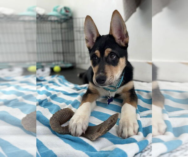 Medium Photo #19 Alaskan Malamute-Unknown Mix Puppy For Sale in Oak Bluffs, MA, USA