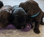 Small Photo #27 Boykin Spaniel-Goldendoodle Mix Puppy For Sale in MORGANTON, NC, USA