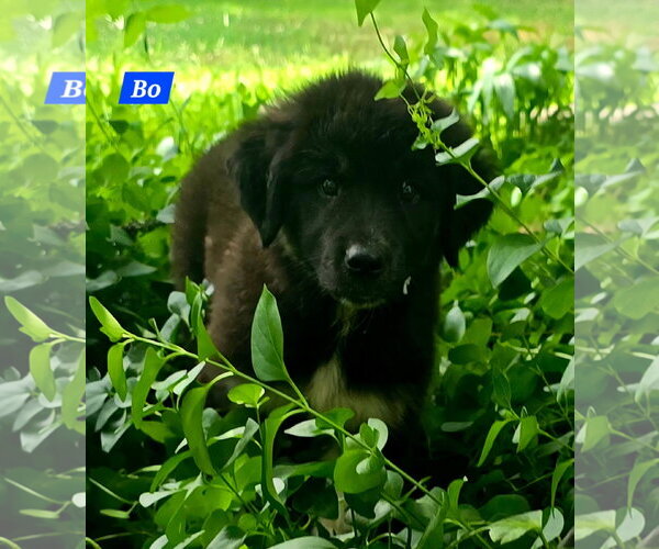 Medium Photo #3 Great Pyrenees-Unknown Mix Puppy For Sale in Alexander, AR, USA