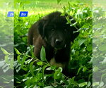 Small #2 Great Pyrenees Mix