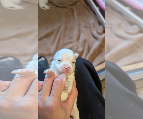 Medium Photo #4 Beagle-Colonial Cocker Spaniel Mix Puppy For Sale in Fort Worth, TX, USA