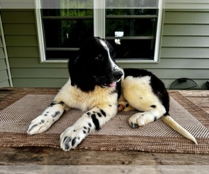 Newfoundland Puppy for sale in ROCKVILLE, IN, USA