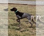 Small Photo #1 German Shorthaired Pointer Puppy For Sale in BEAVERDAM, VA, USA