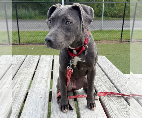 Medium Photo #3 Mutt Puppy For Sale in Canton, CT, USA