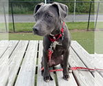 Small #2 Mutt