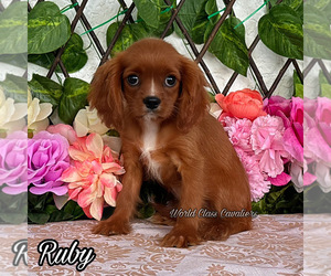 Cavalier King Charles Spaniel Puppy for sale in MIAMI, FL, USA