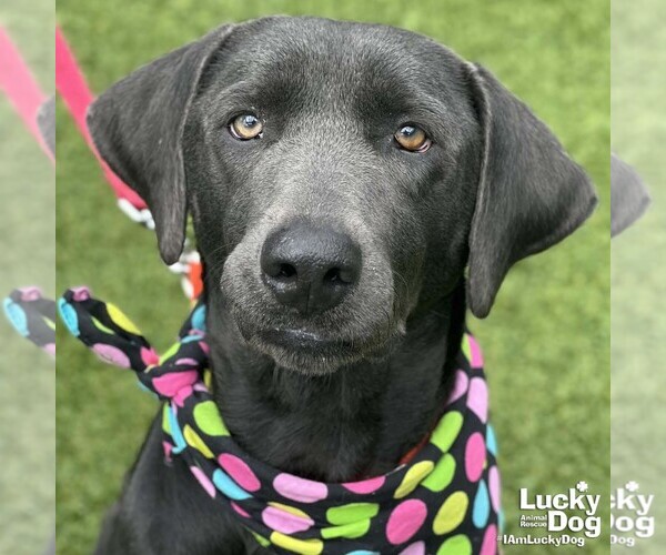 Medium Photo #7 Labrador Retriever-Unknown Mix Puppy For Sale in Washington, DC, USA