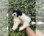 Small Photo #6 Poodle (Toy) Puppy For Sale in PLANO, TX, USA