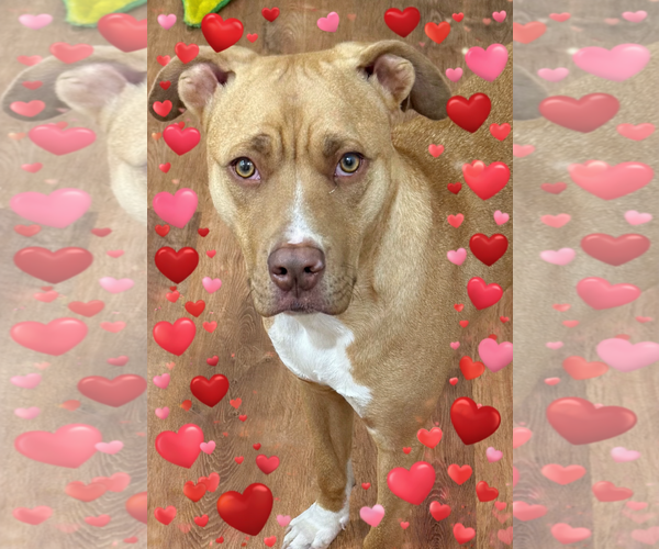 Medium Photo #1 Mutt Puppy For Sale in Wakefield, RI, USA