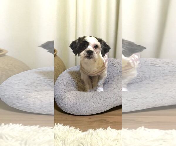 Medium Photo #9 Shih Tzu Puppy For Sale in Weston, FL, USA