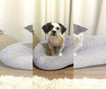 Small #8 Shih Tzu