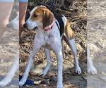 Small #7 Mutt