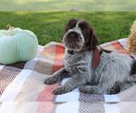 Small #3 Wirehaired Pointing Griffon