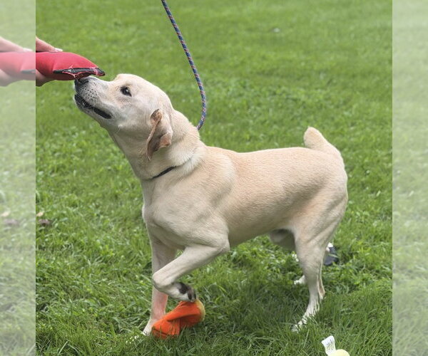 Medium Photo #2 Labrador Retriever Puppy For Sale in Yardley, PA, USA