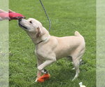 Small #1 Labrador Retriever