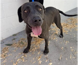 Mutt Dogs for adoption in San Bernardino, CA, USA