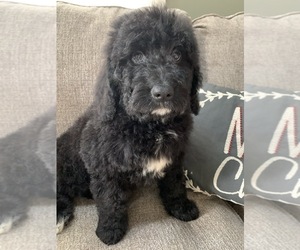 Bernedoodle Puppy for sale in RICHMOND, IL, USA