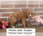 Small #2 Cavapoo (Miniature)