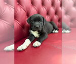 Small #2 American Staffordshire Terrier-Labrador Retriever Mix